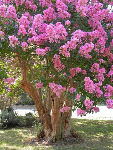 The Mythical Origins of Pink Magical Crepe Myrtle